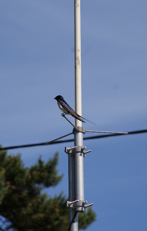 Svalor på antennen