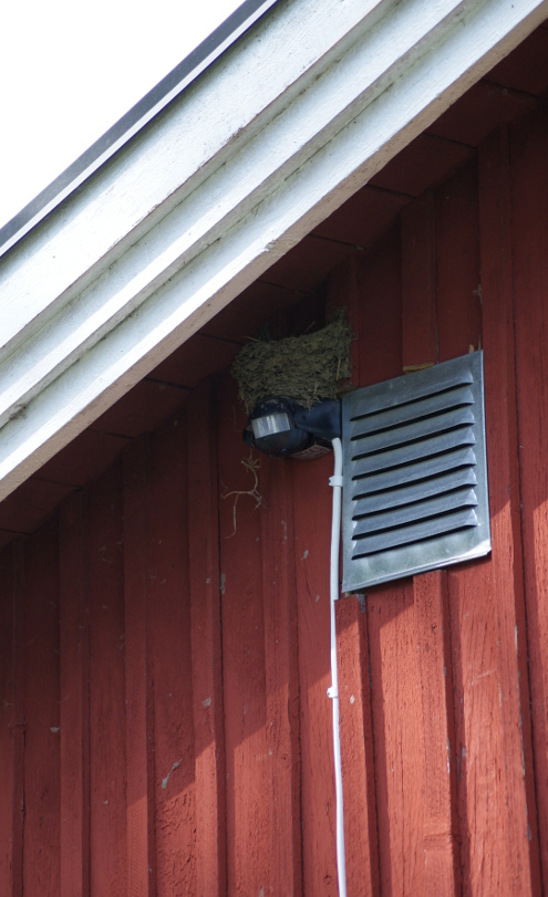 Svalor på QO